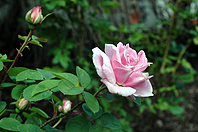 Ende Mai - alte Rose