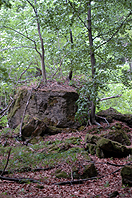 Im Wald am Mönchberg 18