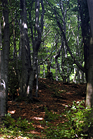 Im Wald am Möncheberg 2 HK