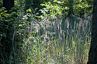 Juni-Im Wald Möncheberg-32