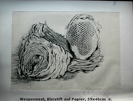 Wespennest, Bleistift auf Papier, 59x46cm  e.